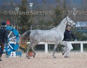 x del Buttasella Tosc Tour2013- S5 1711 : Arezzo, Cavalli d'Italia, Clara del Buttasella, Toscana Tour 2013, foto di Stefano Secchi ©